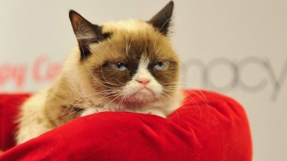 Faimoasa Grumpy Cat – pisica morocănoasă – și-a umplut stăpâna de bani