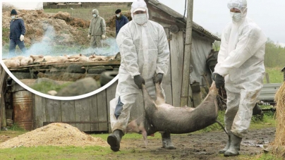 Cum mai stăm cu pesta porcină africană