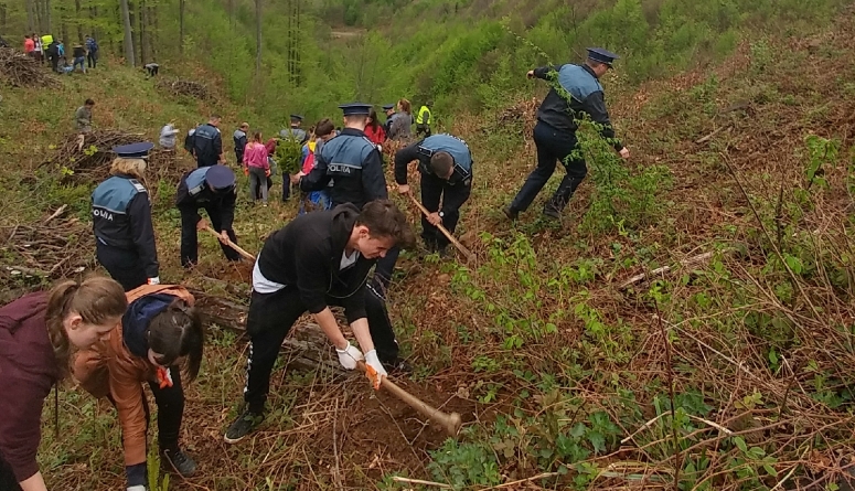 1 000 puieţi plantați de poliţişti şi elevi la Limpedea