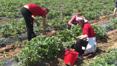 Se dă liber la înfiinţarea agenţiilor de intermediere între cererea şi oferta de muncă privind zilierii