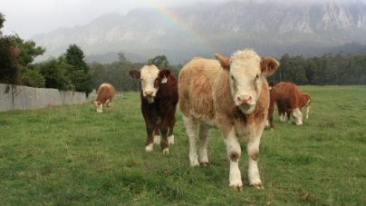 2 mai, termenul limită pentru solicitarea ajutorului de stat în zootehnie