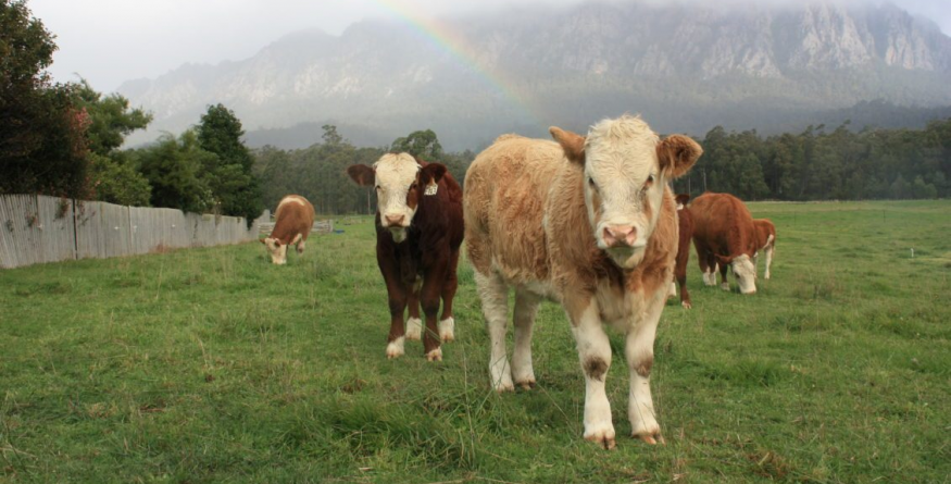 2 mai, termenul limită pentru solicitarea ajutorului de stat în zootehnie