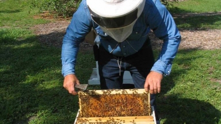 Producția de miere din acest an, compromisă