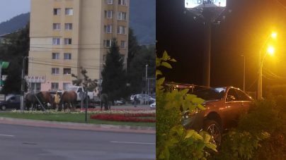 Cailor, cailor, fără zăbale (VIDEO)