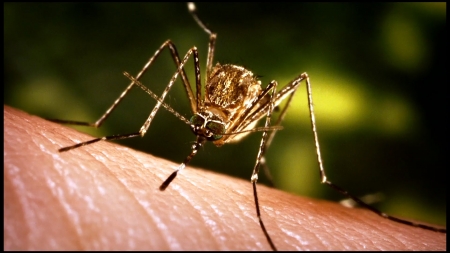 Atenție la țânțari! Există risc de infecție cu virusul West Nile