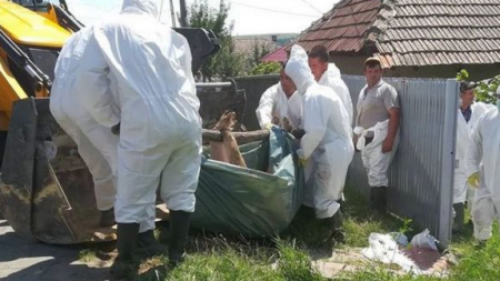 Încă o suspiciune de pestă porcină: în Oncești