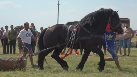 Dau năvală caii la ”Castane 2018”