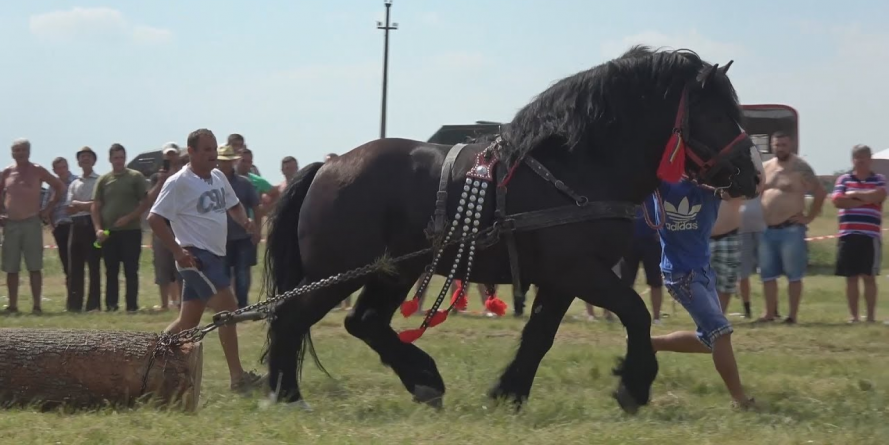 Dau năvală caii la ”Castane 2018”