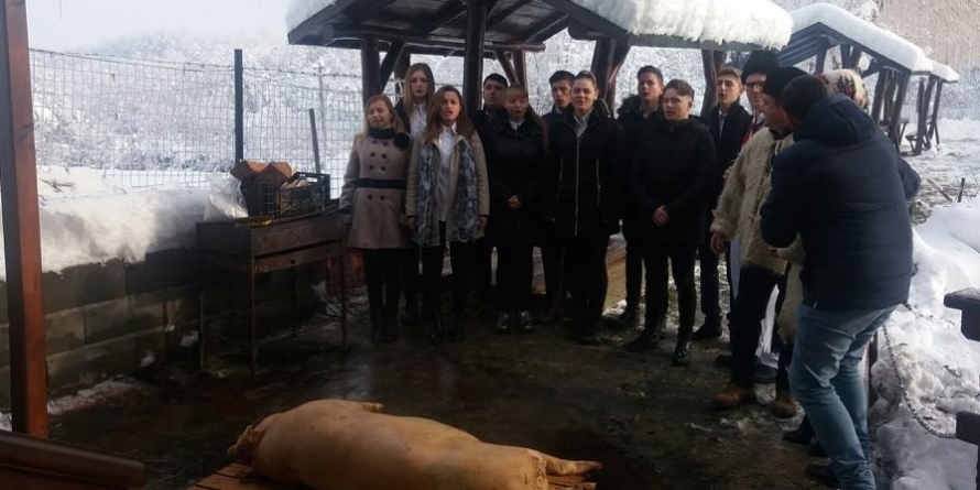 Preparatele din șapte porci au ajuns la vârstnici din Ulmeni