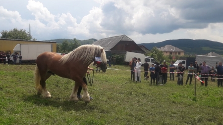 Poveşti cu iubitori de cai din Maramureș (GALERIE FOTO)