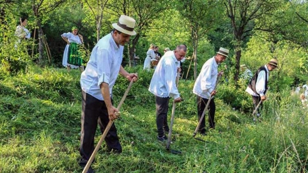 Clacă de coasă pe Valea Mare