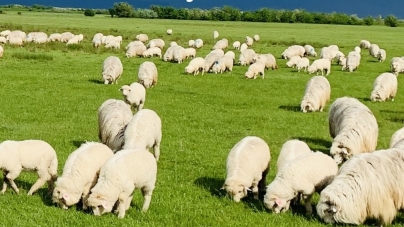 Târg expozițional de berbeci