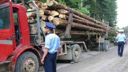 Cu ochii și amenzile pe cei care transportă ilegal material lemnos  