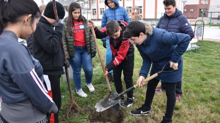 Maramureșeni la plantat de cireși japonezi