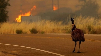 ”Nu am avut cer albastru de o lună” – mărturisește o maramureșeancă stabilită în Australia cuprinsă de flăcări (GALERIE FOTO)