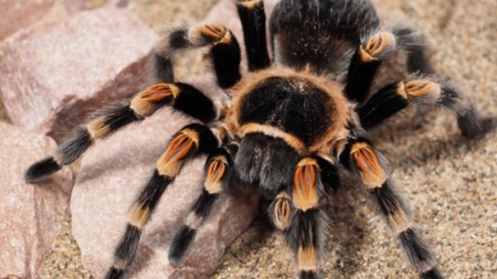 Expoziție de insecte, tarantule și fluturi în Baia Mare