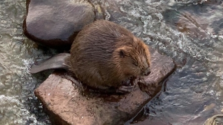 Bună ziua, domnule castor!: Un adorabil exemplar a ajuns în râul Săsar, lângă Podul Viilor din Baia Mare (VIDEO ȘI FOTO)