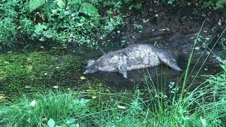 Exclusiv: „Execuție” în pădure: Mistreț găsit mort pe Valea Chiuzbăii. Ar fi fost vânat de braconieri. Acum oamenii legii îi caută (FOTO)