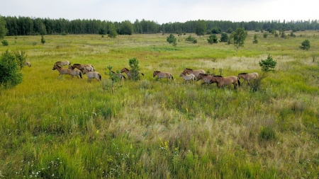 Zona radioactivă de la Cernobîl, prosperă pentru o specie de cai sălbatici (FOTO)