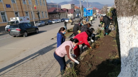 Plantare de arbuști și flori în Vișeu de Sus