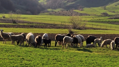 10 – 18 mai, perioada în care se inaugura anul pastoral în Maramureș; „A si gazdă de stână îi o cinste, da și o grijă mare pă cap”