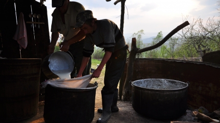 Cașul de oaie, o adevărată delicatesă culinară; Aflați de la maramureșeni pricepuți cum se face