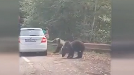 Gest periculos al unor turiști pe Transfăgărășan. Și-au riscat viața pentru o fotografie cu un urs