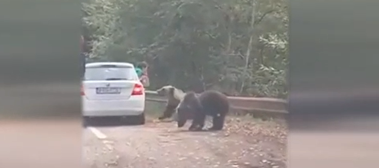 Gest periculos al unor turiști pe Transfăgărășan. Și-au riscat viața pentru o fotografie cu un urs