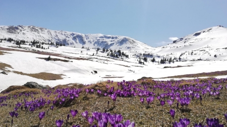 Meteo Maramureș: Vreme normală în regiunea noastră în viitorul interval! Va fi caracteristică primăverii cu variații bruște! Vezi estimările pe două săptămâni!