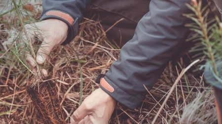 ”Împădurim Maramureșul”: Cinci acțiuni au loc zilele următoare în județ