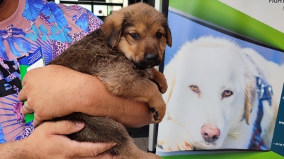 În Baia Mare: Prima zi a târgului de adopţii, colectă de hrană şi cele necesare pentru animale a fost un succes