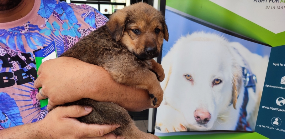 În Baia Mare: Prima zi a târgului de adopţii, colectă de hrană şi cele necesare pentru animale a fost un succes