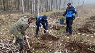 Jandarmii maramureșeni au plantat puieți de brad de ziua lor