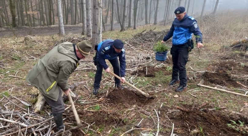 Jandarmii maramureșeni au plantat puieți de brad de ziua lor