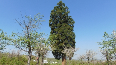 Monument al naturii: În Ardusat există un arbore Sequoia de peste 200 de ani