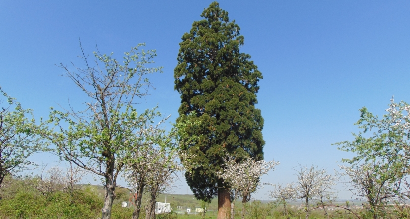 Monument al naturii: În Ardusat există un arbore Sequoia de peste 200 de ani