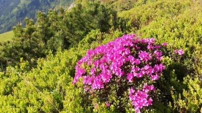 Spectacol de parfum și culoare: A început să înflorească bujorul de munte în Parcul Național Munții Rodnei