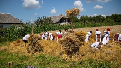 Sunteți invitați la clacă de secerat în Suciu de Sus