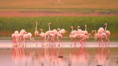 Fenomen rar în România: Mai multe păsări flamingo au putut fi văzute pe lacurile din Dobrogea