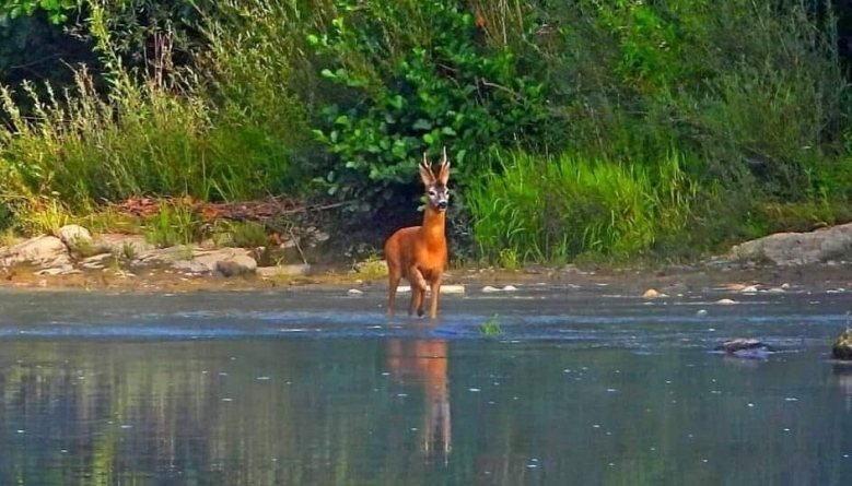 Fotografie superbă: Căprior care trece apa în Rezervația Naturală Cheile Lăpușului