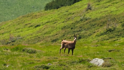 Rezervația Naturală Munții Rodnei, o destinație de poveste; Cascade și lacuri, creste superbe și pajiști numai bune de cutreierat