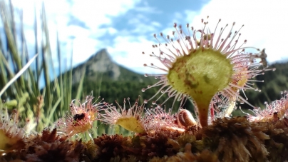 Frumusețile de la noi: Crește în arie turistică protejată și este o floare specială; Roua Cerului, „carnivora delicată”, care trăiește în Maramureș