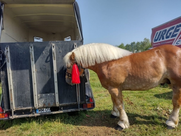 La finalul săptămânii: Festival ecvestru în Țara Lăpuşului