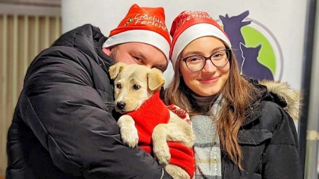 Fight For Animals Baia Mare organizează un nou târg de adopții și colectă de hrană