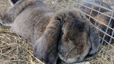 În Baia Mare: Expoziție păsări, iepuri, porumbei și alte animale mici