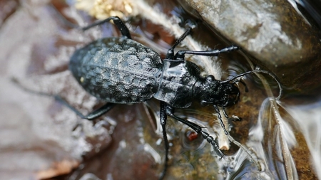 Carabusul de apă de la Băiuț – un bioindicator al pădurii seculare