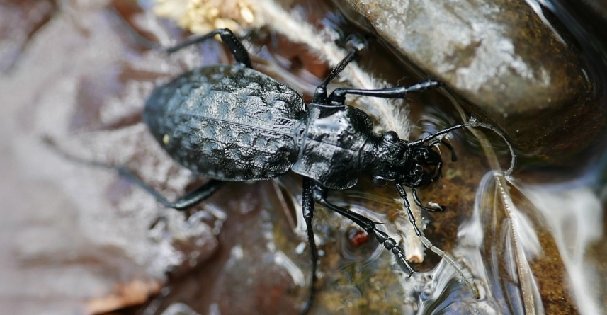 Carabusul de apă de la Băiuț – un bioindicator al pădurii seculare