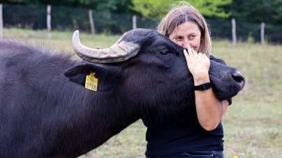 Bivolii din Maramureș, pe cale de dispariție