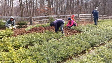 Pregătiri pentru împădurirea de primăvară; 22 de mii de puieți forestieri de brad au fost scoși din pepiniera Mogoșa și vor fi folosiți în campanie