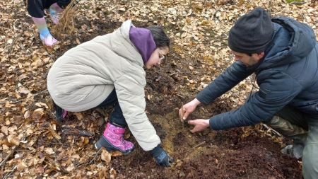 Elevi ai Școlii Gimnaziale ”Lucian Blaga” din Baia Mare, acțiune de plantare de puieți forestieri la Firiza